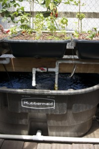Plants and Fish Tank at Rick's Aquaponic Garden Plants and Fish Tank